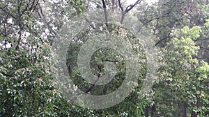 Tropical Monsoon Downpour: Panoramic Shot of Heavy Rains in Uttarakhand, India