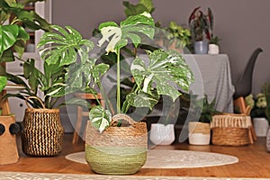 Tropical `Monstera Deliciosa Thai Constellation` houseplant with beautiful white sprinkled varigated leaves in basket flower pot