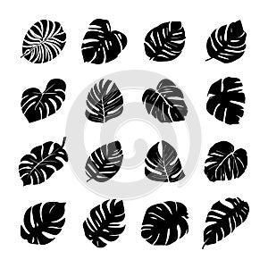 Tropical monstera ficus plant leaves icon illustration set, black on white background