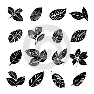 Tropical monstera ficus plant leaves icon illustration set, black on white background