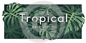 Ropical monstera green leaf banner vector background photo