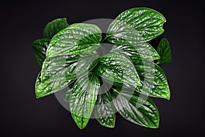 Tropical `Monstera Karstenianum` house plant, also called `Monstera sp. Peru` or `Marble Planet`, with puckered leaves photo