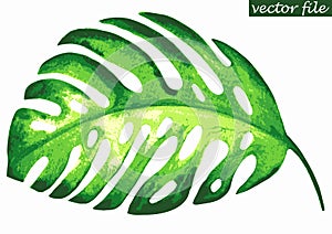 Tropical monstera leaf