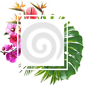 Tropical monstera leaf on white photo