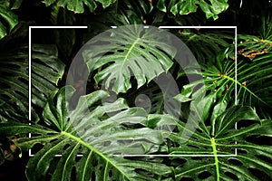 Tropical monstera leaf texture, foliage nature green background