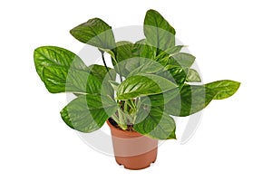 Tropical `Monstera Pinnatipartita` houseplant with young leaves without fenestration in flower pot on white background photo