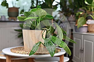 Tropical `Monstera Sp. Peru`, also called `Monstera Karstenianum`, houseplant with puckered, iridescent leaves photo