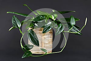 Tropical `Monstera Standleyana`, also called `Philodendron Cobra` house plant with narrow dark green leaves with white variegation