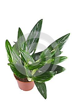 Tropical \'Monstera Standleyana\' houseplant with white variagated leaves
