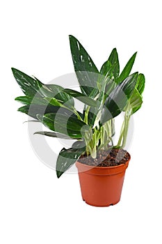 Tropical `Monstera Standleyana` houseplant with white variagated leaves on white background