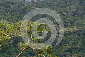 Tropical montane forest