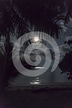 Tropical moon photo