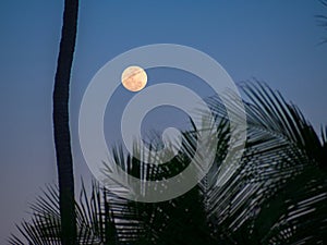 Tropical moonlight