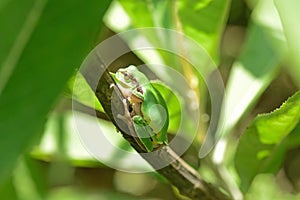 Tropical mountain tree frog