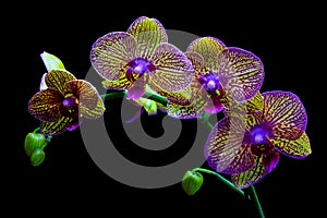 Tropical multi color phalaenopsis blume orchids in full bloom photo