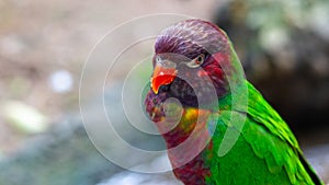 Tropical multicolor rainbow lorikeet, closeup bird portrait