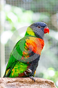 Tropical multicolor rainbow lorikeet, closeup bird portrait