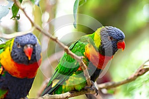 Tropical multicolor rainbow lorikeet, closeup bird portrait