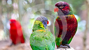 Tropical multicolor rainbow lorikeet, closeup bird portrait