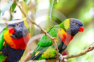 Tropical multicolor rainbow lorikeet, closeup bird portrait