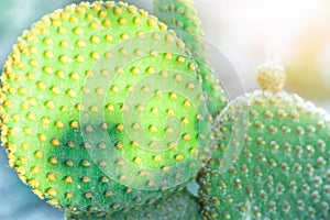 Tropical Natur Background. Opuntia Microdasys Cactus with Round Flat Leaves Growing Outdoors. Soft Pastel Daylight Sun Flare