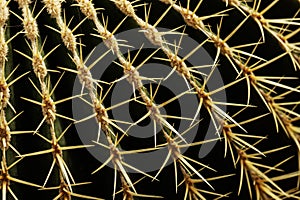 Tropical natural cactus texture, exotic spiny background