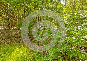 Tropical natural jungle forest palm trees Tulum Mayan ruins Mexico