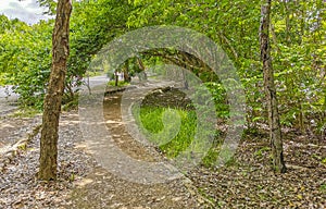 Tropical natural jungle forest palm trees Tulum Mayan ruins Mexico