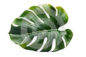 Tropical natural leaves Monstera on isolate background.