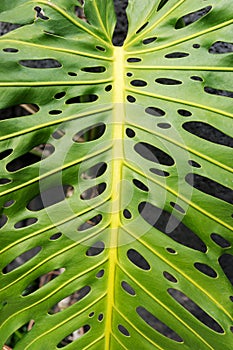 Tropical natural Monstera leaf