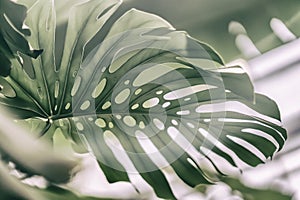 Tropical natural Monstera leaves with texture. Split-leaf philodendron, tropical foliage. Abstract natural pattern