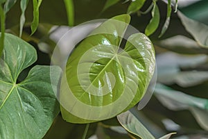 Tropical natural Monstera young leaves with texture. Split-leaf philodendron, tropical foliage. Abstract natural pattern