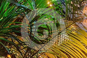 Tropical natural palm tree branches close-up under illuminated light. Abstract texture, natural exotic yellow green