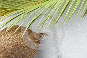 Tropical Nature Background Ripe Coconut Spiky Green Yellowish Palm Leaf Scorched by the Sun. Healthy Food Lifestyle Summer