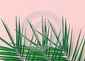 Tropical nature background. Spiky feathery green palm leaves on light pink wall background. Room house plant interior decoration