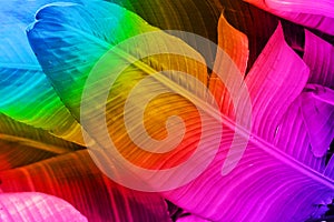 Tropical nature botanical background big feathery banana palm leaves in neon rainbow colors
