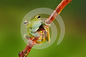 Tropical nature in forest. Olive Tree Frog, Scinax elaeochroa, sitting on big green leaf. Frog with big eye. Night behavior in