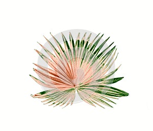 Tropical nature green fan windmill palm leaf pattern on white