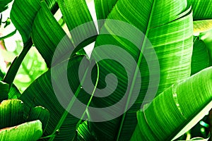 Tropical nature greenery background. Thicket of palm trees with big leaves. Saturated vibrant emerald green color