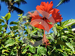 Tropical Nature: Red/orange hibiscus flower