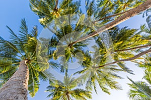 Tropical nature scene. Palm trees and blue sky. Summer holiday and vacation concept.