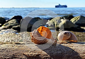 tropical nature sea landscape   sunset sea  seashells on  stone rock  blue  sea summer  sunset sun reflection on water wave exoti