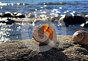 Tropical nature sea landscape   sunset sea  seashells on  stone rock  blue  sea summer  sunset sun reflection on water wave exoti