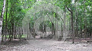 Tropical nature trees plant in rainforest jungle in Coba Mexico