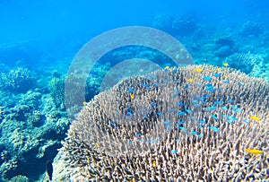 Tropical nature undersea coral landscape. Coral reef underwater.