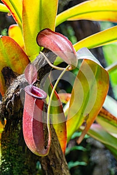 Tropical Nepenthes Carnivorous Liana Plant. Grassy carnivorous creeper with a jug trap for insects. Bright red Nepenthes jug