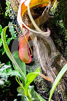 Tropical Nepenthes Carnivorous Plant. Grassy liana with insect pitcher trap. Nepenthes red jug on a background