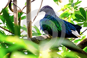 Tropical Nicobar Pigeon