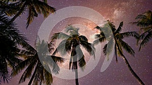 A tropical night sky with palm trees and the Milky Way.