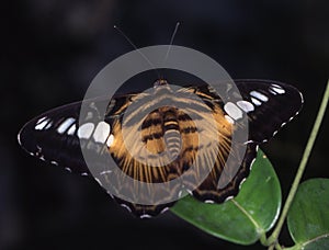 tropical noble butterfly